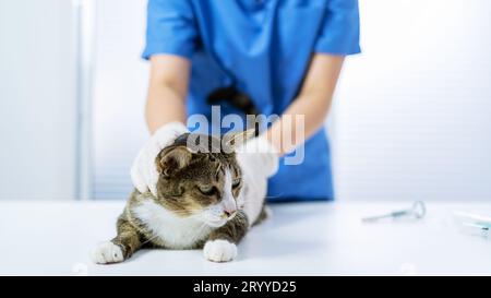 Chirurgien vétérinaire. Chat sur la table d'examen de la clinique vétérinaire. Soins vétérinaires. Vétérinaire médecin et chat Banque D'Images