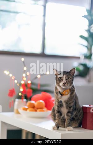 Chat Préparez les célébrations du nouvel an chinois à la maison. Mignon chat domestique shorthair mettant pendentif traditionnel à la lunaire chinoise Banque D'Images