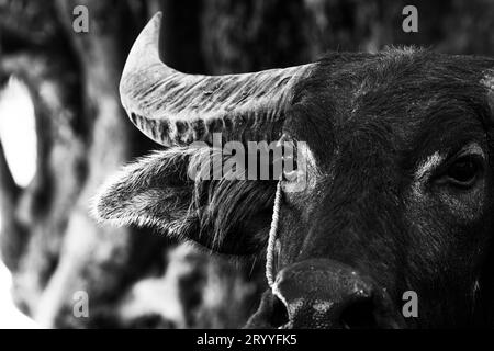 Gros plan de portrait de buffle d'eau sur fond noir et blanc. Photographie de tête sur le visage. Concept animal et mammifère. Thaï Banque D'Images