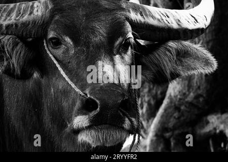 Gros plan de portrait de buffle d'eau sur fond noir et blanc. Photographie de tête sur le visage. Concept animal et mammifère. Thaï Banque D'Images