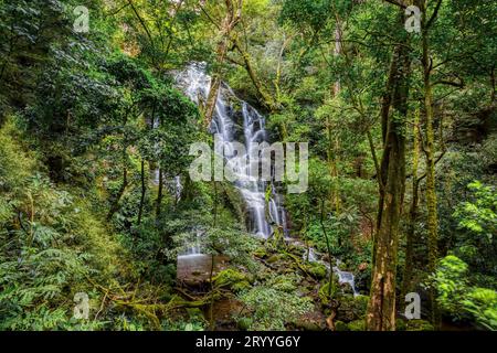 Cascade dans la forêt profonde, Rincon de la Vieja National Costa Rica paysage Banque D'Images