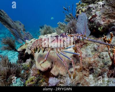 Écrevisses des Caraïbes (Panulirus argus), site de plongée John Pennekamp Coral Reef State Park, Key Largo, Florida Keys, Floride, États-Unis Banque D'Images