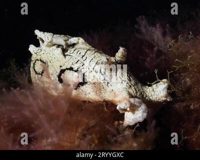 Escargot de mer lièvre d'eau tacheté (Aplysia dactylomela) la nuit. Site de plongée El Cabron Marine Reserve, Arinaga, Gran Canaria, Espagne, Océan Atlantique Banque D'Images