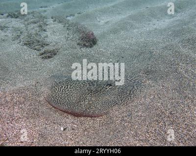 Rayon électrique marbré (Torpedo marmorata) enterré dans le sable, rayon Tremor marbré atlantique, rayon torpille, rayon électrique, rayon torpille marbré, marbré Banque D'Images