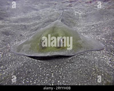 Raie commune (Dasyatis pastinaca), site de plongée Malpique, la Palma, Îles Canaries, Espagne, océan Atlantique Banque D'Images