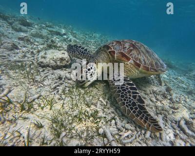 Grande tortue de mer verte paissant sur les fonds marins Banque D'Images