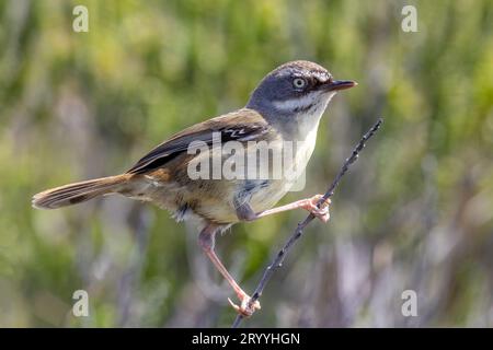 Australian White-Browed Scrub Wren perché sur la branche Banque D'Images