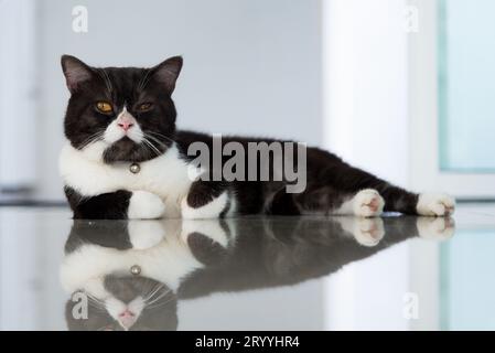 Chat paresseux couché sur le sol.Animaux et animaux de compagnie. Banque D'Images