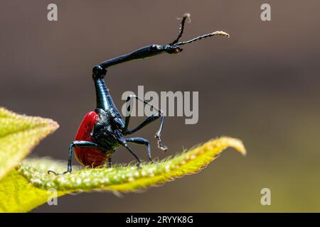 Mâle de Giraffe Weevil, Trachelophorus Giraffa, Ranomafana, Madagascar Banque D'Images