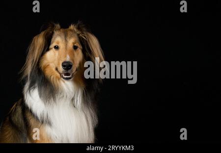 Séance photo d'intérieur pour chien de mouton Shetland Banque D'Images