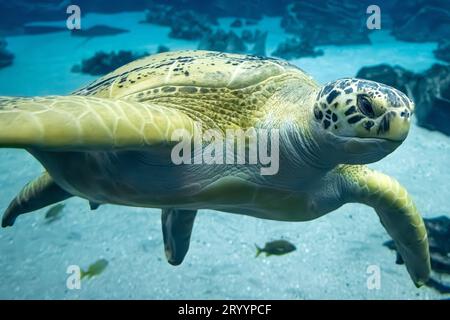 Gros plan d'une tortue de mer verte (Chelonia mydas) à l'Aquarium de Géorgie dans le centre-ville d'Atlanta. (ÉTATS-UNIS) Banque D'Images