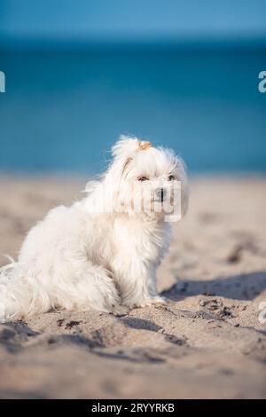 Chiot blanc maltais sur la plage Banque D'Images