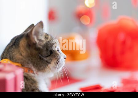 Chat Préparez les célébrations du nouvel an chinois à la maison. Mignon chat domestique shorthair mettant pendentif traditionnel à la lunaire chinoise Banque D'Images