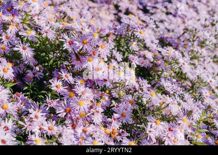 Fleurs lilas gros plan. Bouquet de fleurs violettes. Lits de fleurs de ville, un beau jardin bien entretenu avec des buissons fleuris. Banque D'Images