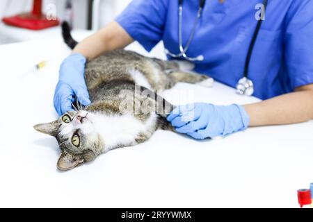 Chat sur la table d'examen de la clinique vétérinaire. Soins vétérinaires. Vétérinaire médecin et chat. Banque D'Images