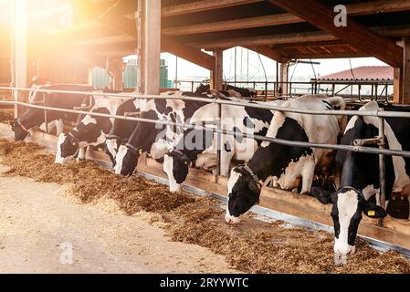 Vache de veau en cage, s'occupant de l'agriculture biologique, nourrir les animaux de compagnie d'ensilage d'herbe de foin, races de bovins laitiers, alimentation en étable. Race Fleckvieh, Banque D'Images