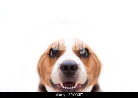 Close up chien beagle sur l'arrière-plan blanc isolé. Animal mammifère et concept. Selective focus sur les yeux Banque D'Images