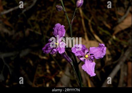 Les lillies au chocolat (Arthropodium strictum) ne ressemblent pas au chocolat, mais leur nom provient de la légère odeur de chocolat qu'ils émettent. Banque D'Images