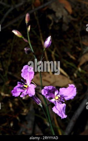 Les lillies au chocolat (Arthropodium strictum) ne ressemblent pas au chocolat, mais leur nom provient de la légère odeur de chocolat qu'ils émettent. Banque D'Images