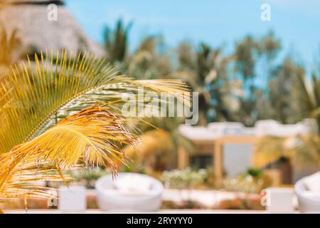 Palmiers sur la plage de sable blanc. Playa Sirena. Cayo Largo. Cuba. Banque D'Images