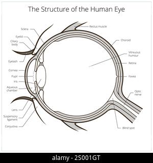 Vecteur de schéma de structure de l'oeil humain Illustration de Vecteur