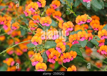Fleurs de Chorizema cordatum orange vif et rose sur la plante et en gros plan. Banque D'Images