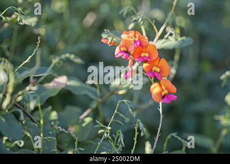 Fleurs de pois de flamme Heart-Leaf - orange, rose et jaune - sur la plante semblable à la vigne. Banque D'Images