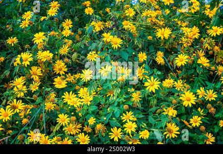 Tournesols sauvages avec pétales jaunes et centre orange sur une fine tige verte poussant le long de la colline Banque D'Images