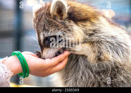 Les ratons laveurs communs sont soignés, caressés et nourris par des mains humaines dans les zoos. Les ratons laveurs sont un mammifère indigène de l'Amérique du Nord. C'est la plus grande espèce Banque D'Images