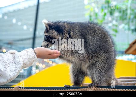 Les ratons laveurs communs sont soignés, caressés et nourris par des mains humaines dans les zoos. Les ratons laveurs sont un mammifère indigène de l'Amérique du Nord. C'est la plus grande espèce Banque D'Images