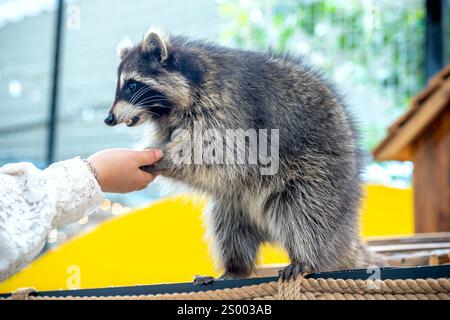 Les ratons laveurs communs sont soignés, caressés et nourris par des mains humaines dans les zoos. Les ratons laveurs sont un mammifère indigène de l'Amérique du Nord. C'est la plus grande espèce Banque D'Images