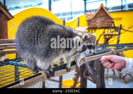 Les ratons laveurs communs sont soignés, caressés et nourris par des mains humaines dans les zoos. Les ratons laveurs sont un mammifère indigène de l'Amérique du Nord. C'est la plus grande espèce Banque D'Images