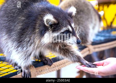 Les ratons laveurs communs sont soignés, caressés et nourris par des mains humaines dans les zoos. Les ratons laveurs sont un mammifère indigène de l'Amérique du Nord. C'est la plus grande espèce Banque D'Images