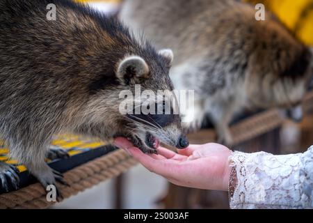 Les ratons laveurs communs sont soignés, caressés et nourris par des mains humaines dans les zoos. Les ratons laveurs sont un mammifère indigène de l'Amérique du Nord. C'est la plus grande espèce Banque D'Images