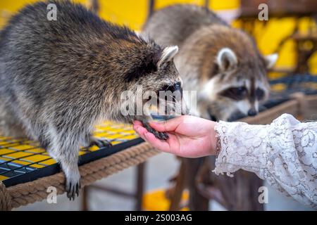 Les ratons laveurs communs sont soignés, caressés et nourris par des mains humaines dans les zoos. Les ratons laveurs sont un mammifère indigène de l'Amérique du Nord. C'est la plus grande espèce Banque D'Images