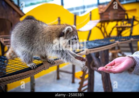 Les ratons laveurs communs sont soignés, caressés et nourris par des mains humaines dans les zoos. Les ratons laveurs sont un mammifère indigène de l'Amérique du Nord. C'est la plus grande espèce Banque D'Images