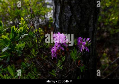 Fleurs violettes dans une forêt près d'un lac. Banque D'Images