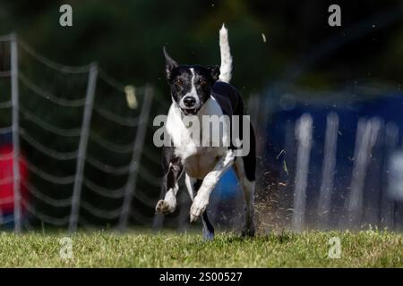 Borderwhippet chien de race mixte course de leurre Sprint Dog Sport Banque D'Images