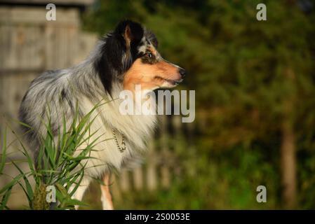 Un chien Sheltie avec un collier est assis dans l'herbe Banque D'Images
