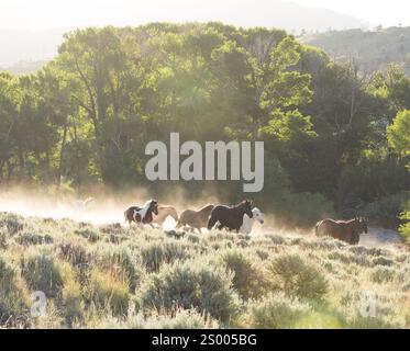 Groupe de chevaux courant à travers la sauge et la poussière le jour ensoleillé. Banque D'Images