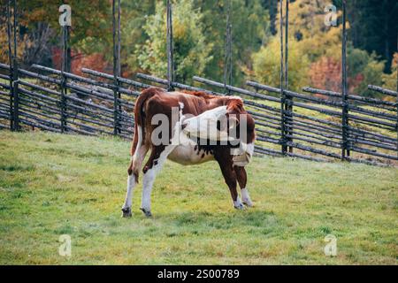 Vache sur un champ d'herbe et une clôture en bois Banque D'Images