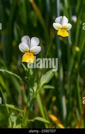 Viola arvensis est une espèce de violette connue sous le nom commun Field Pansy. Banque D'Images
