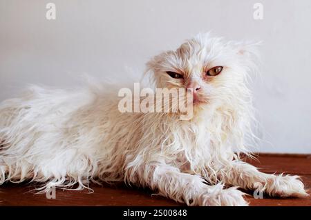 Drôle de chat blanc après Bath Banque D'Images