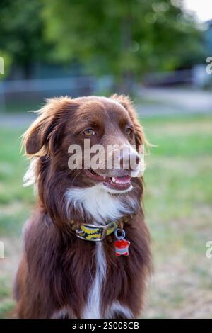 Chien brun et blanc assis à l'extérieur, portant un collier coloré Banque D'Images