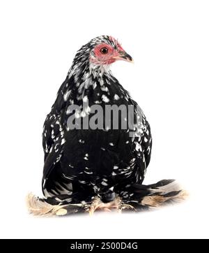 Démarré Bantam in front of white background Banque D'Images