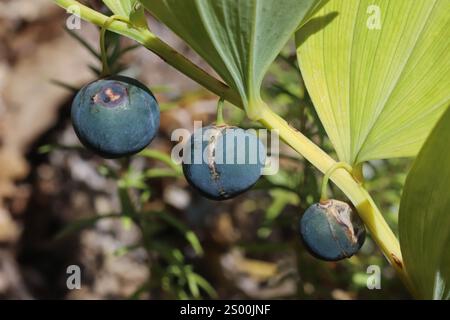 Polygonatum odoratum, Sceau de Salomon parfumé, Sceau de Salomon angulaire, Asparagacées. Plante sauvage tirée en été. Banque D'Images