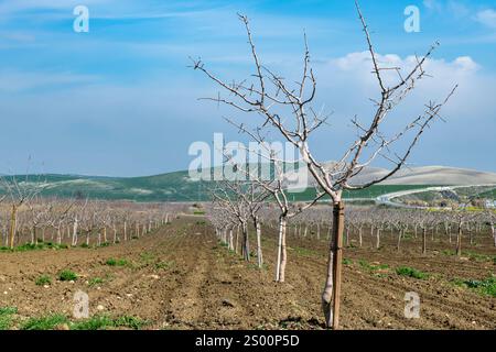 Vue en angle bas des rangées de jeunes arbres fruitiers plantés dans un paysage vallonné juste au sud de Cordoue, Espagne Banque D'Images