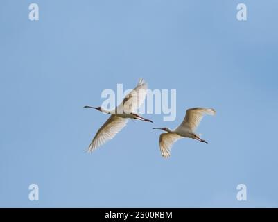 Cuillères africaines (Platalea alba) en vol Banque D'Images