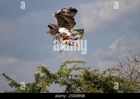 Aigle martial (Polemaetus bellicosus) en vol avec un meurtre récent Banque D'Images