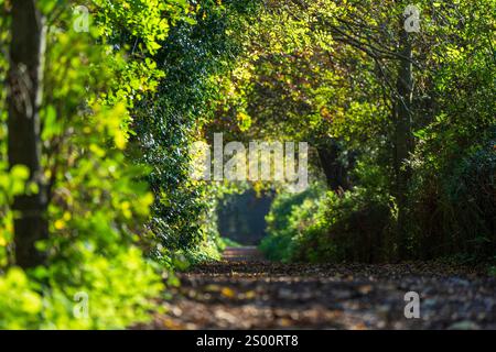 Une vue le long du Downs Link, une voie ferrée désaffectée maintenant utilisée par les marcheurs et les cyclistes en automne. Henfield West Sussex, Royaume-Uni Banque D'Images